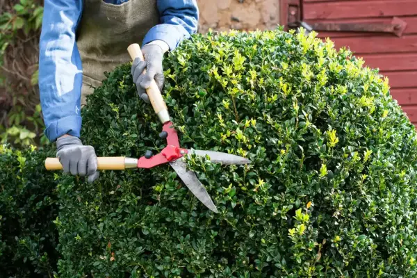 Bush Trimming